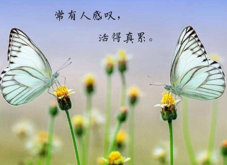 帖