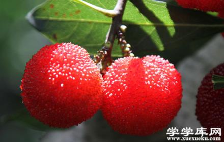上虞特色水果