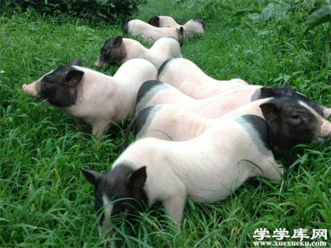 香豬肉和豬肉的區別 香豬肉和普通豬肉一樣嗎