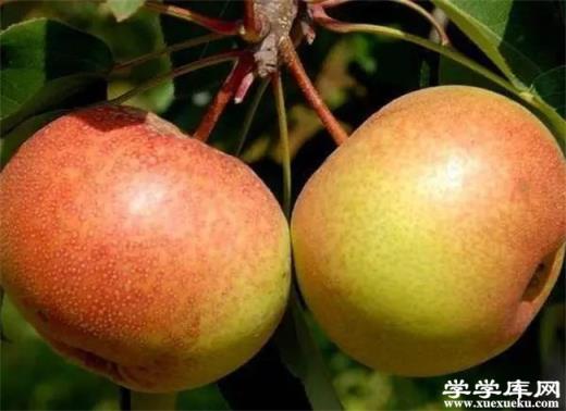 銀川有哪些特產 寧夏銀川的特產