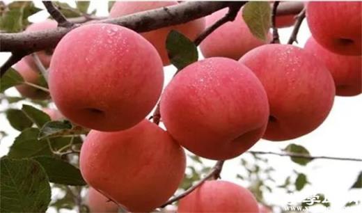 沈陽有哪些特色水果 遼寧沈陽的特產