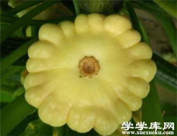 飛碟瓜的果實