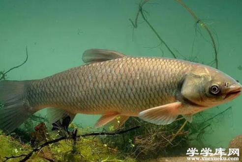草魚怎么吃 草魚湯怎么燉成奶白色