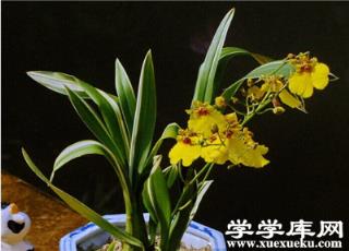文心蘭修剪后