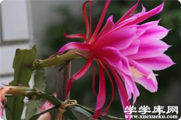 令箭荷花