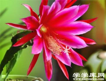令箭荷花開花