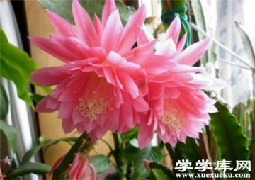 盆栽令箭荷花