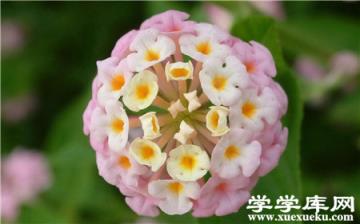 五色梅常見病蟲害及防治方法