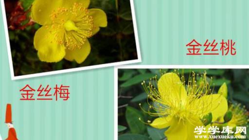 金絲梅和金絲桃有什么區別