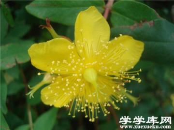 金絲梅