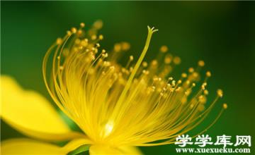 金絲桃
