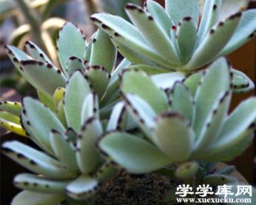 月兔耳長