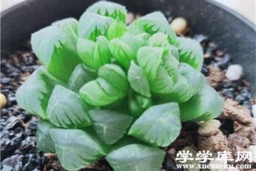 玉露