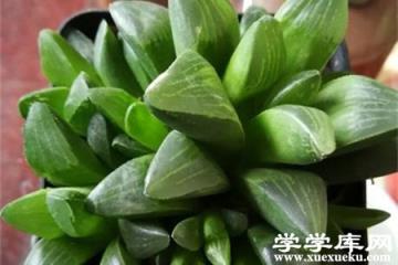 玉露