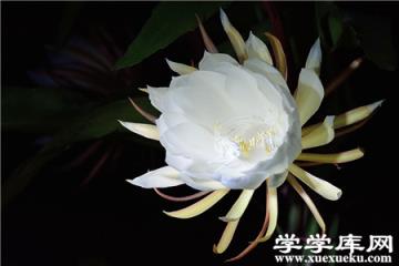 曇花