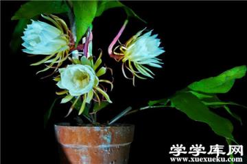 曇花