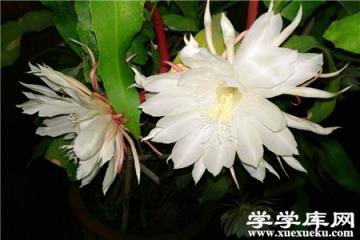 曇花