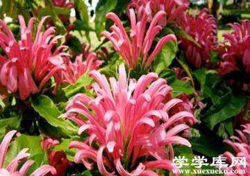 珊瑚花的養殖方法