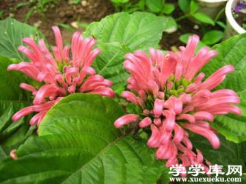 珊瑚花的養殖注意事項