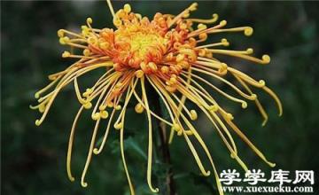 獨本菊的摘心法培育