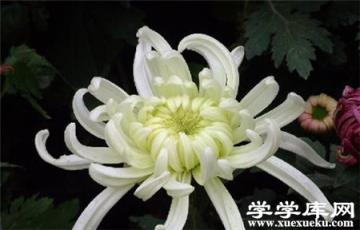 獨本菊的不摘心法培育