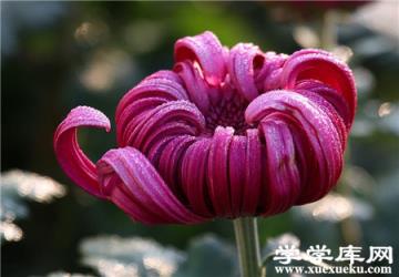 獨本菊養殖的注意事項