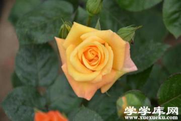 月季
