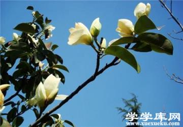 廣玉蘭葉斑病 