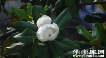 廣玉蘭