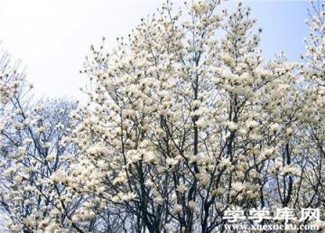 廣玉蘭鏈格孢灰斑病