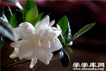 梔子花