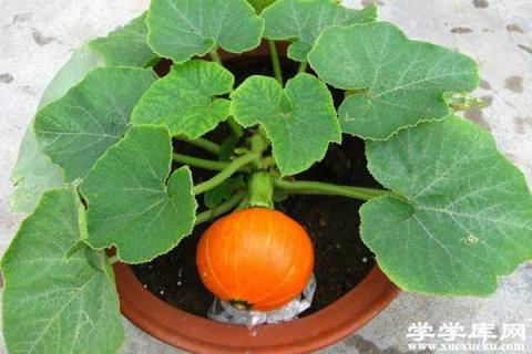 他在花盆里種了1棵花生，惹得大家都在效仿