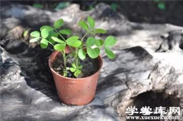 花生盆栽圖片
