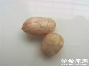 第一步：浸種
