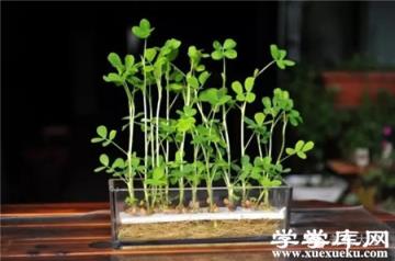 花生出苗