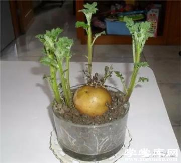 土豆