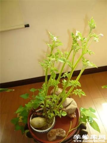 水培