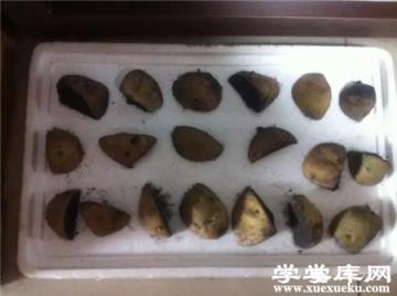 土豆的芽眼