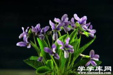 紫花地丁