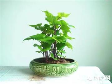 土培