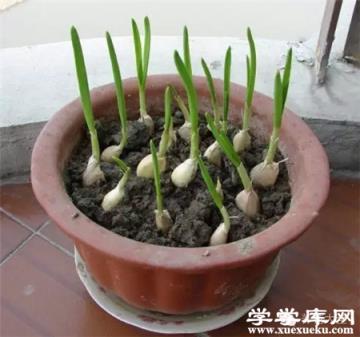 大蒜苗