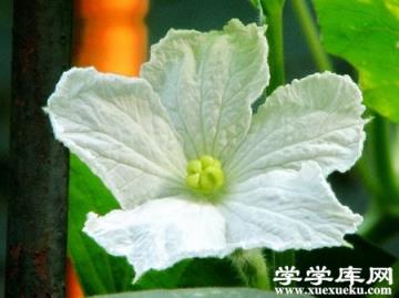 美麗的葫蘆花