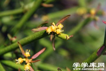 光棍樹開花