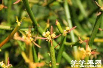 光棍樹開花