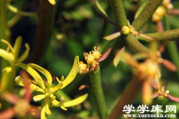 光棍樹開花