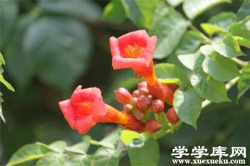 凌霄花