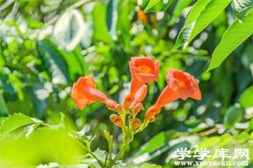 凌霄花