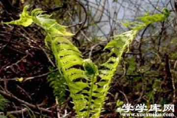 莢果蕨