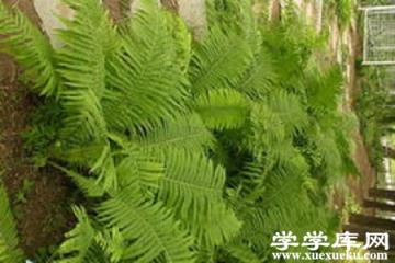 莢果蕨