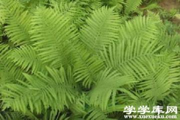 莢果蕨